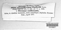 Coniothyrium fuckelii image